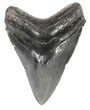 Serrated Megalodon Tooth - Georgia #52409-1